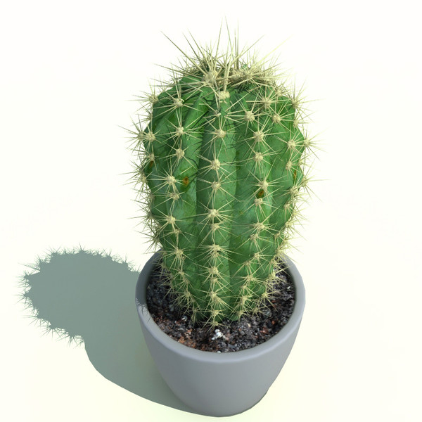 Cactus